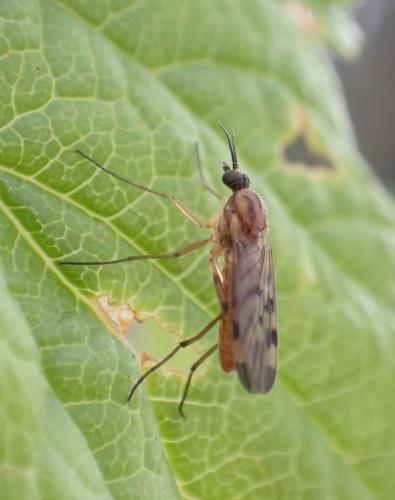 Sylvicola sp.